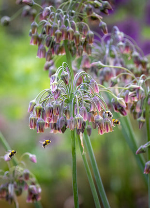 Sicilian Honey Garlic (Bee Lily) Seeds