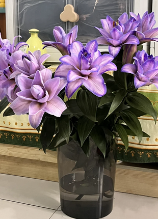 Multicolor Lily Seeds