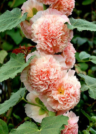 Double Hollyhock Seeds