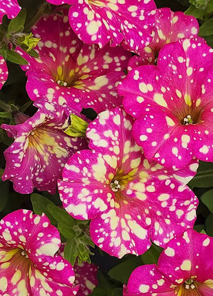 Petunia, Splash Dance Calypso Cherry