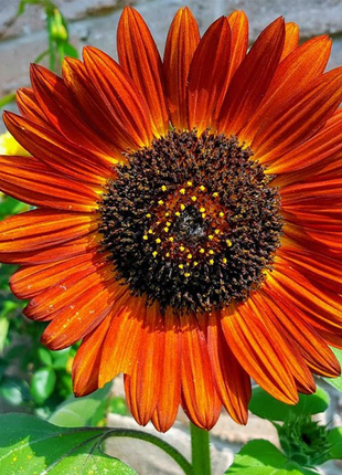 Earthwalker Sunflower  Sunflower Seeds - Earthwalker