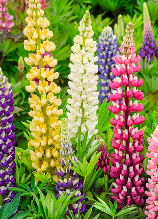 Lupine Flower Seeds