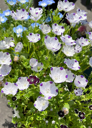 💙Baby-Blue-Eyes Seeds—Sky Color