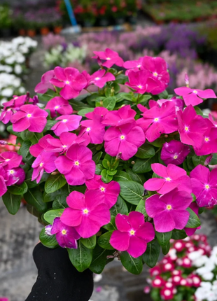 🌸Periwinkle—Blooms All Year Round