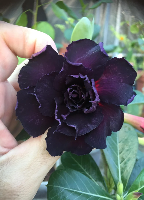 Black Desert Rose Seeds