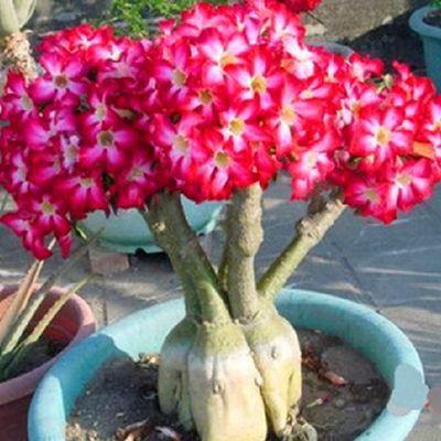 2Pcs Rainbow Desert Rose Seeds