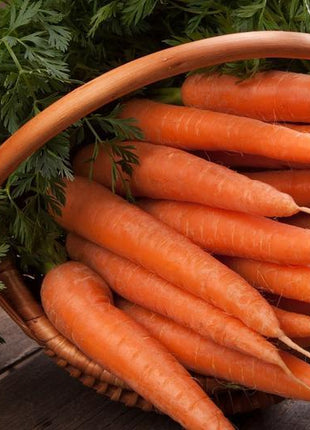Carrot Nantindo F1