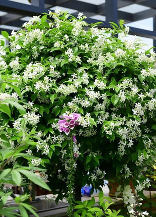 Climbing Plants Mix Seeds