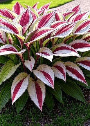800 PCS Mixed Color Hosta Seeds, Easy to Grow Perennial, Shade-Tolerant, Low Maintenance, Ideal for Borders & Shady Gardens