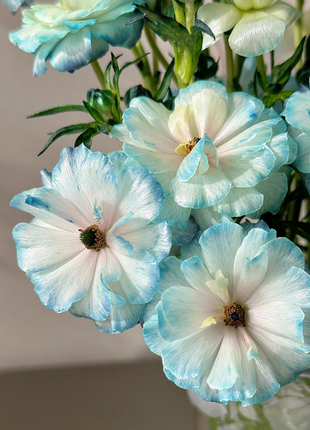 Light Blue Butterfly Peony Flower