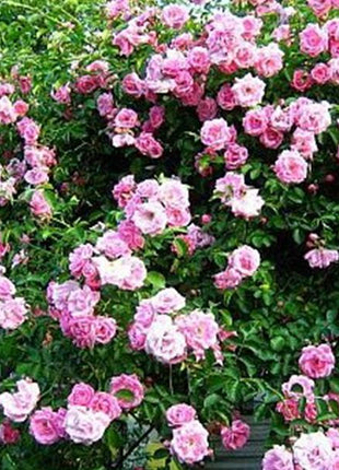 Pink Lady Rose Climbing Seeds