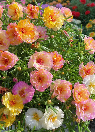 💙Muti-color Portulaca Flower Seeds