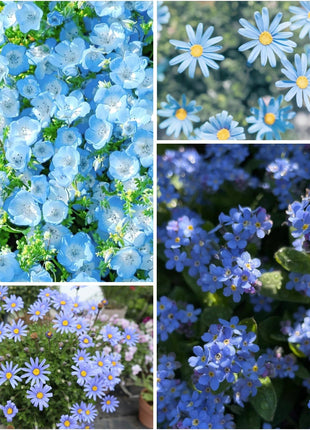 Exclusive Blue Wildflower Seed Mix