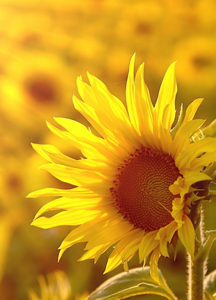 50 Seeds Mammoth Russian Sunflower Seeds