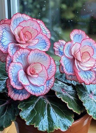 Begonia Rex 'Pink Neon'