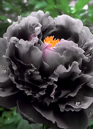 Rare Black Peony Seeds