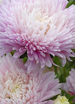 King Size Appleblossom