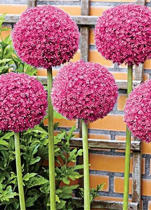 Giant Allium Giganteum Ornamental Onion Flower