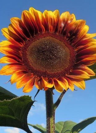 SUNFLOWER SEEDS - FLOREN