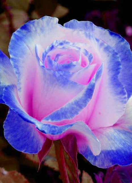 100 Pcs/Rare Bag Blue Pink Rose Seeds Scented  Plants  Flowers