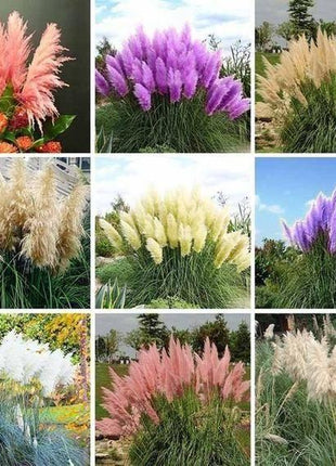 Pampas Grass Magic Garden Seeds