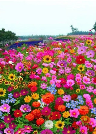 Perennial Flowers Seeds-Over 60 kinds mixed