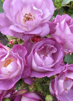 Light Blue Climbing Rose Seeds