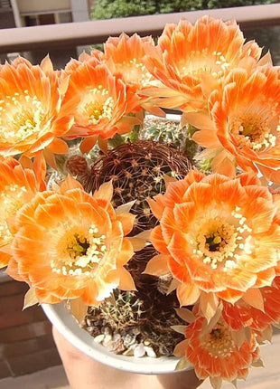 Flowering Echinopsis Cactus Species Mix🌵🌸