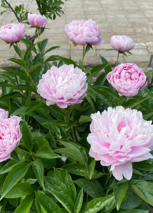 🌺Chinese Peony Flower Seeds—Mixed Color Plants—Home Garden Flower Seeds