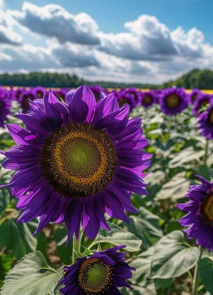 Purple Sunflower Field 'Violet Glow'
