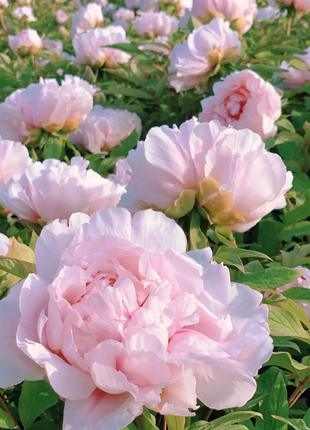 Multicolor Peony Seeds