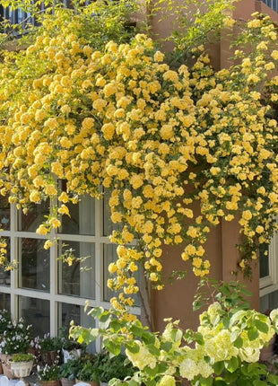 Climbing Plants Mix Seeds