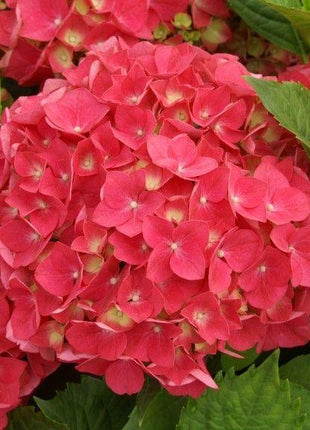 Hydrangea Seed: Unlock Nature's Beauty