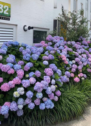 200pcs Mixed Hydrangea Seeds – Soft Pastel Blooms for Romantic Garden Corners & Pots
