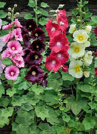 Single Flowered Hollyhock Seeds