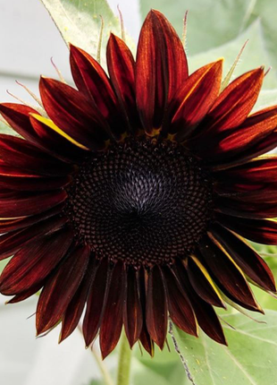 Sunflower, Chianti Hybrid