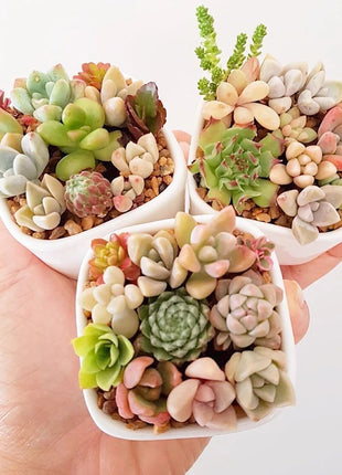 Succulent Plant Seeds