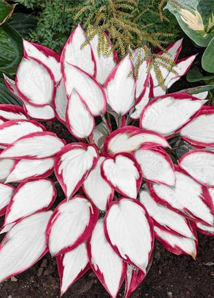 800pcs Red White Hosta Seeds Low Maintenance Hosta Plant Seeds for Planting Perennial Seeds Indoor Outdoor