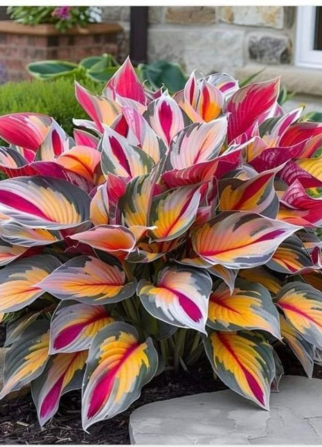 800+pcs Mixed Color Hosta Seeds – Shade-Loving Perennials with Stunning Foliage, Easy to Grow, Low Maintenance, Perfect for Pots & Garden Beds