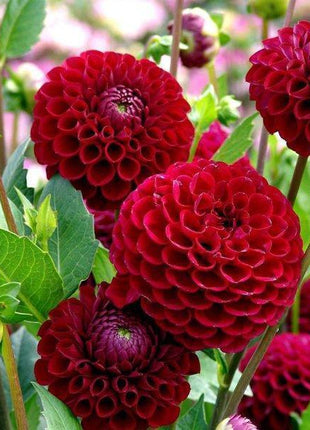 100Pcs Dahlia Bulb Flower Seeds Bonsai Flower