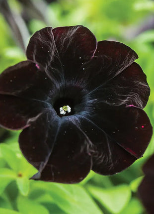 Petunia Black Velvet Seeds
