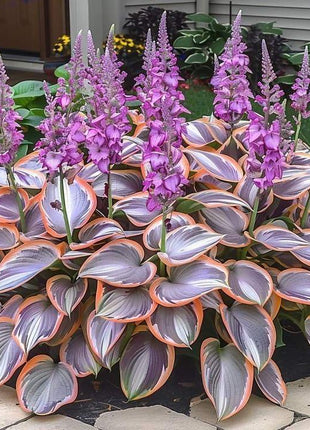 800+pcs Mixed Color Hosta Seeds – Shade-Loving Perennials with Stunning Foliage, Easy to Grow, Low Maintenance, Perfect for Pots & Garden Beds