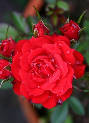 Alitissimo Climbing Rose Seeds