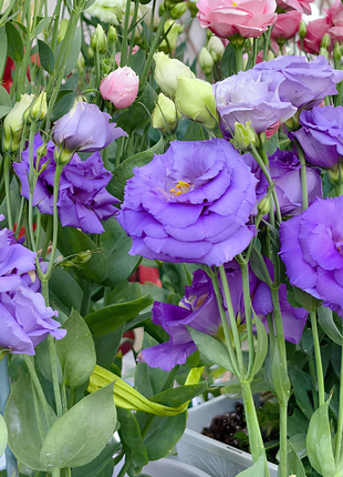 🌺Lisianthus - Sincere Love