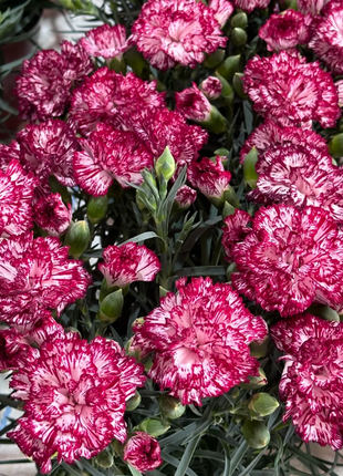🌹Double Carnation Seeds—Mother's Day Flowers