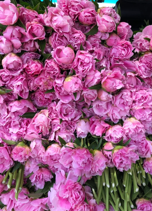 🌺Chinese Peony Flower Seeds—Mixed Color Plants—Home Garden Flower Seeds