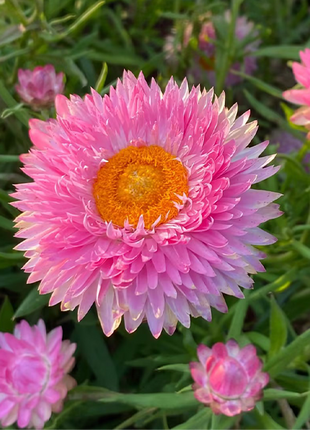 Strawflower Seeds - Swiss Giant Mix