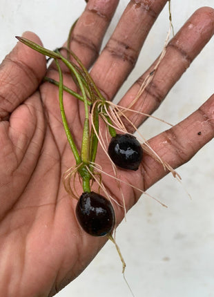 10 Rare Rainbow Lotus Seeds - Bowl Water Lily Hydroponic Plants - Fast Growing