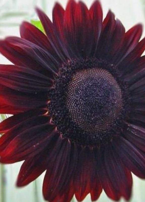 50Pcs Velvet queen Sunflower Seeds