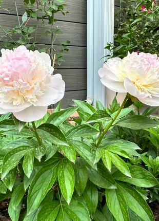 🌺 The Queen of Flowers—Double Petaled Piani